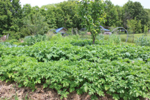 Potatoes grow in our lasagna garden beds | Homestead Honey