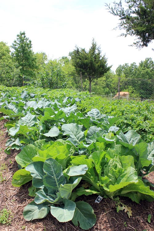 Broccoli and cabbage thrive in May | Homestead Honey