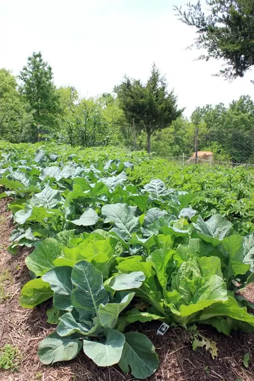 Broccoli and cabbage thrive in May | Homestead Honey