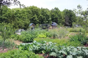 The May garden on our homestead | Homestead Honey