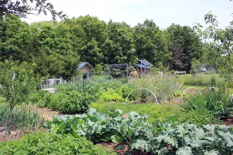 The May garden on our homestead | Homestead Honey