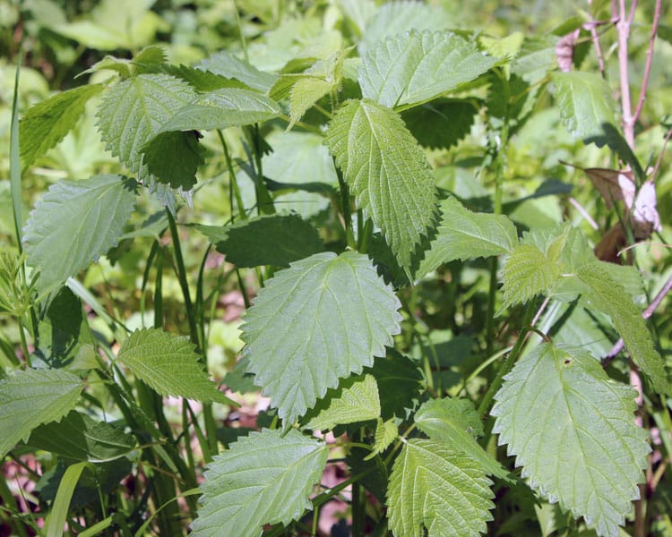 Foraging for Wood Nettles in our homestead woods | Homestead Honey