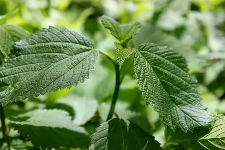 Wood nettles are a delicious green that can be foraged in moist woodlands. | Homestead Honey