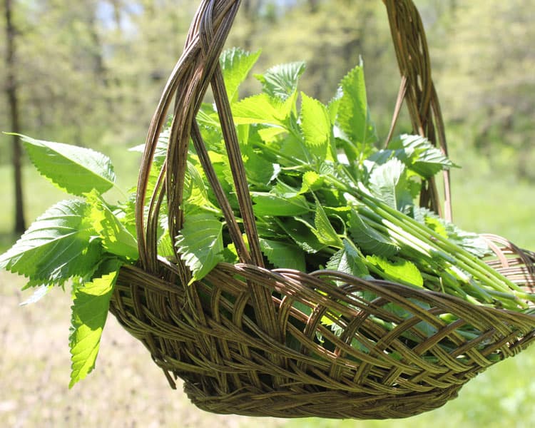 Collecting wood nettles from our forest to eat as steamed or sauteed greens | Homestead Honey