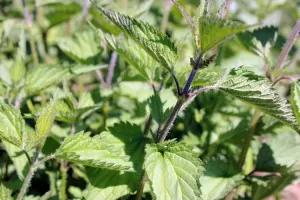 Stinging nettles are a delicious and nutritious spring green | Homestead Honey