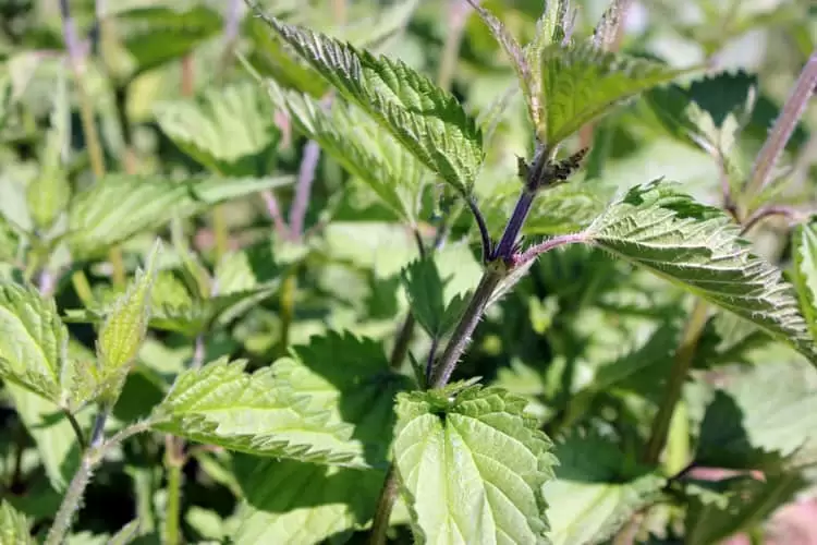 Foraging for Wood Nettles - Homestead Honey