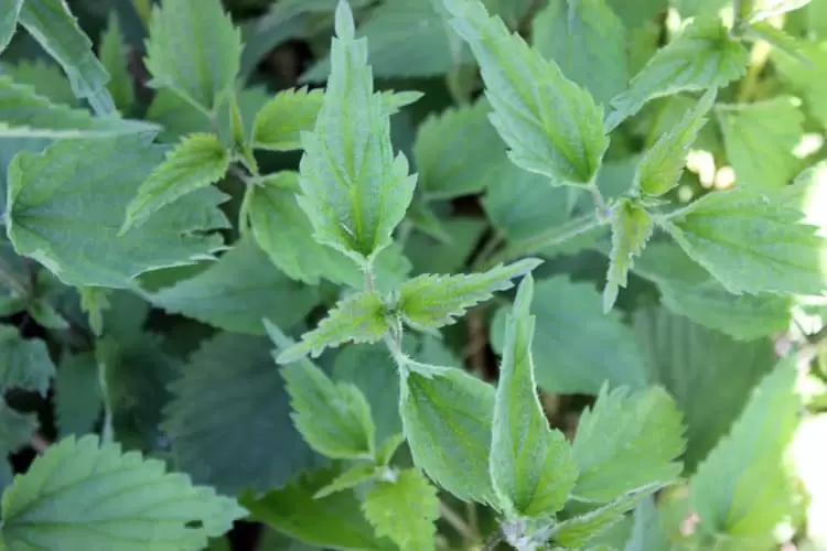 Stinging Nettles growing in our homestead garden | Homestead Honey