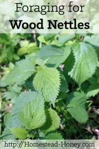 Wood nettle is a delicious spring green that is found in bottomlands and forests, and makes a tender and tasty spring green. Learn how to forage for wood nettles and how to enjoy them! | Homestead Honey