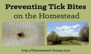 Do you have a tick problem on your homestead? We used to, until we implemented these three simple strategies for preventing tick bites. | Homestead Honey