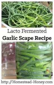 Garlic scapes are the flowering stalk of hardneck garlic. They are edible and delicious in this lacto fermented garlic scape recipe. | Homestead Honey