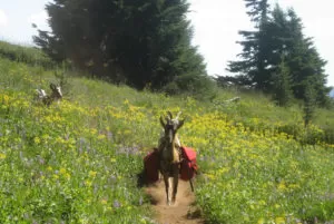 Our Alpine dairy goats helping to carry gear on a goatpacking trip in the Oregon wilderness | Homestead Honey