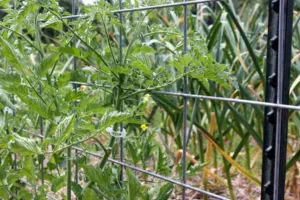 Tomatoes grow vertically on a cattle panel trellis | Homestead Honey
