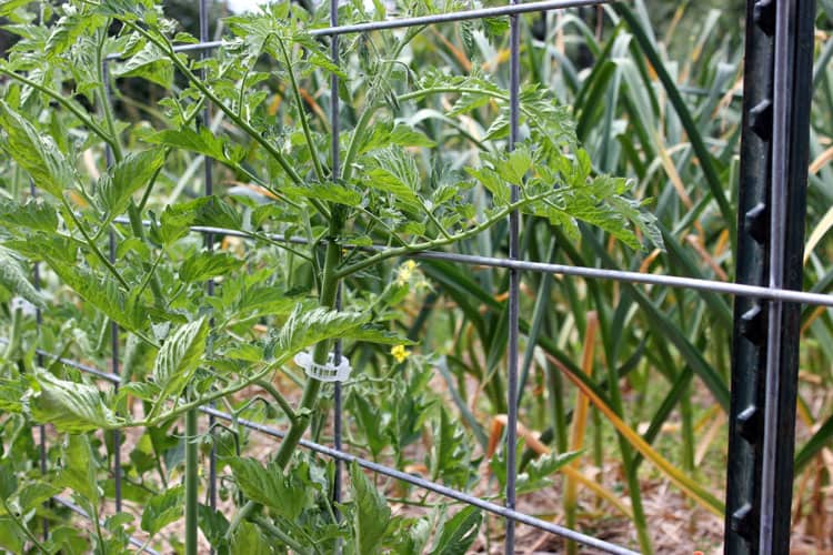 Tomatoes grow vertically on a cattle panel trellis | Homestead Honey