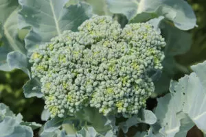 Broccoli grows in our homestead garden | Homestead Honey