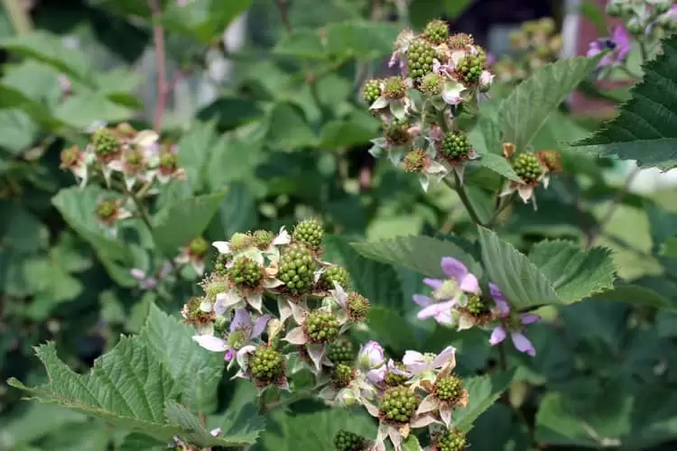 Blackberries grow on thornless canes | Homestead Honey