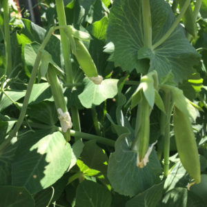 Snap peas growing in our homestead garden | Homestead Honey