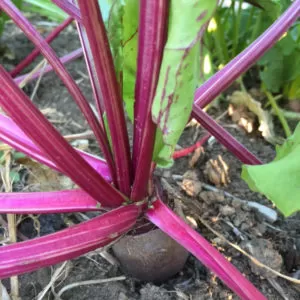 Cylindra beets growing in our homestead garden | Homestead Honey