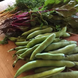 Fava beans and beet and carrot thinnings make for delicious meals. | Homestead Honey
