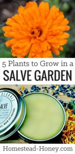Grow a salve garden full of healing herbal plants that are both medicinal and beautiful. Here are five easy to grow plants for your salve garden.