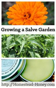 Grow a salve garden full of healing herbal plants that are both medicinal and beautiful. Here are five easy to grow plants for your salve garden. | Homestead Honey