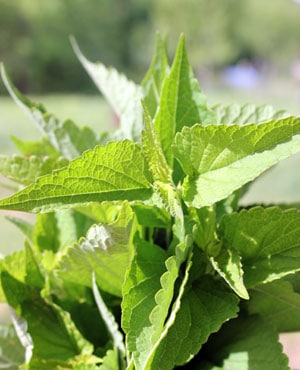 A close up of anise hyssop plant. 