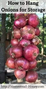 Ready to hang this year's onion crop? This video tutorial will teach you the quickest, easiest way to hang onions for storage! | Homestead Honey