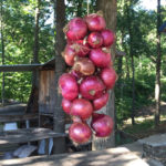 How to Hang Onions for Storage