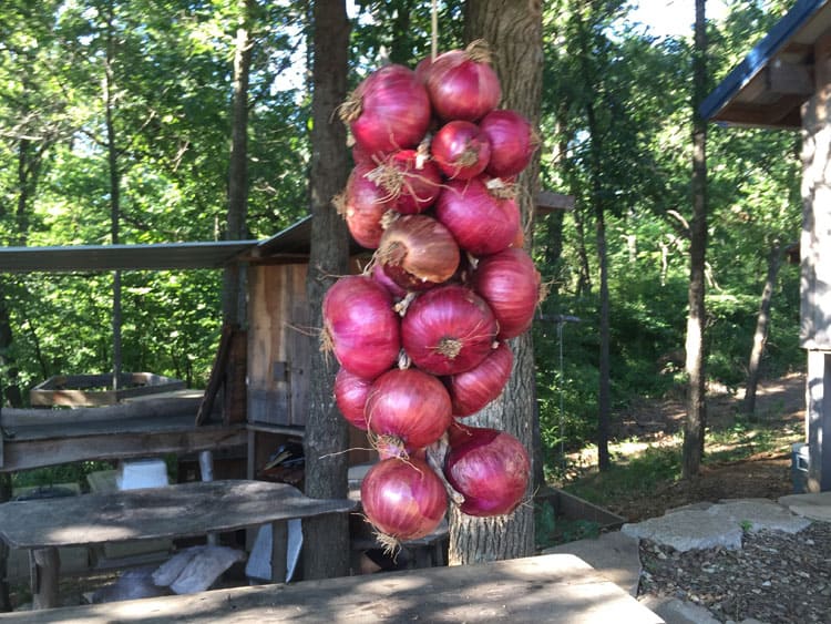 How to hang onions for storage - a video tutorial on the easiest and quickest method of hanging your onion crop. | Homestead Honey