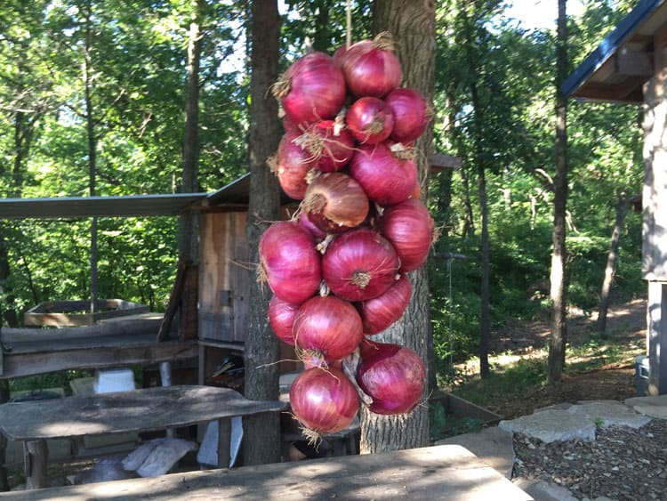 How to Hang Onions for Storage Homestead Honey