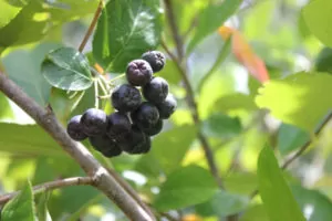 Aronia shrubs are part of our native edibles food forest