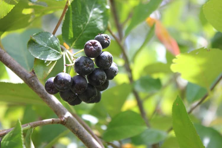 Aronia berries, ready to pick and made into a Shrub, or vinegar drink. | Homestead Honey