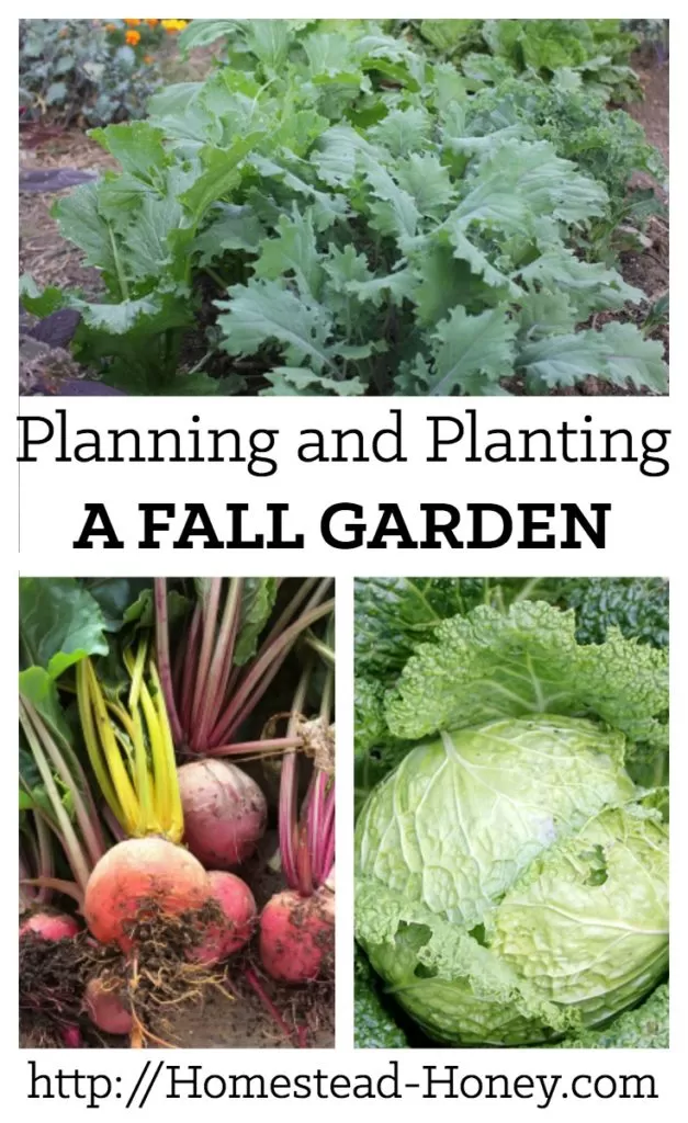 A bit of time in summer planning and planting a fall garden will lead to delicious harvests through the fall and winter. | Homestead Honey