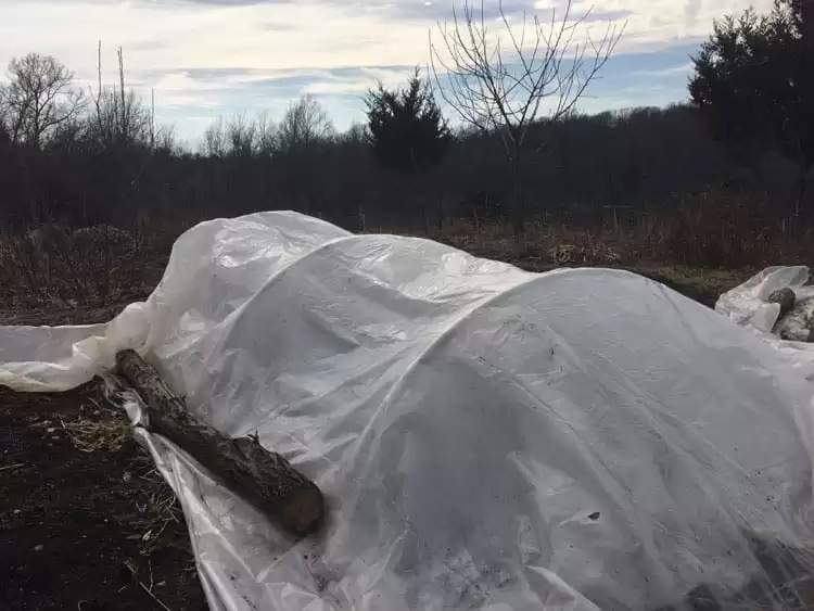 Protecting a fall garden under row cover and plastic