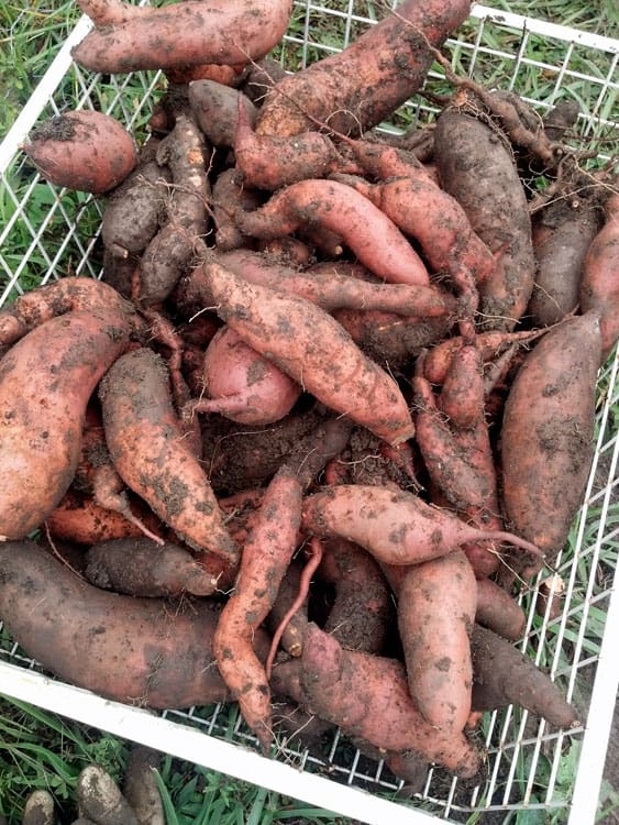 homegrown sweet potatoes curing in a basket