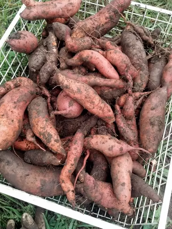 homegrown sweet potatoes curing in a basket