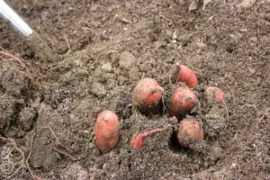 How to Harvest, Cure, and Store Sweet Potatoes | Use a digging fork to gently loosen the area around the tubers. | Homestead Honey