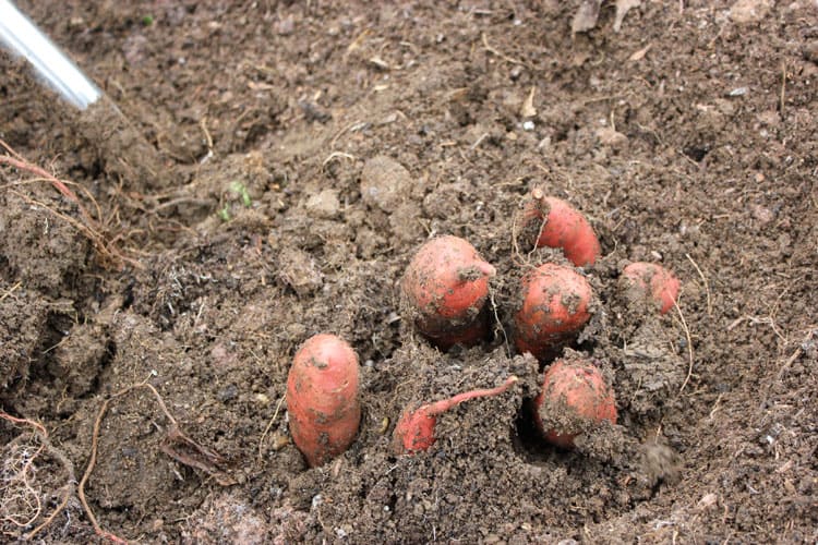 A digging fork gently loosening the area around the sweet potato tubers