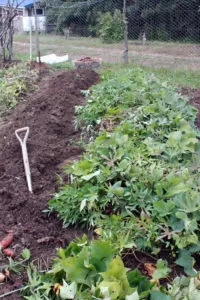 This bed of sweet potatoes is ready to harvest, cure and store. | Homestead Honey