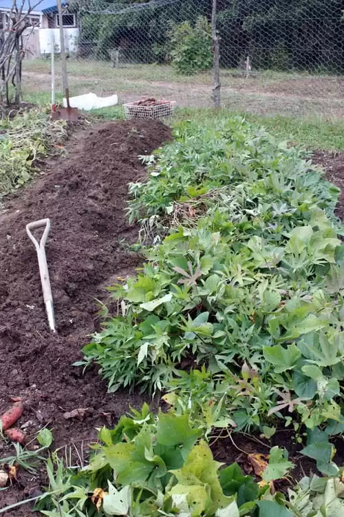 A bed of sweet potatoes ready to harvest 
