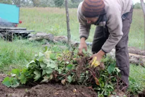 How to Harvest, Cure, and Store Sweet Potatoes | Before harvesting sweet potatoes, roll back the green foliage so it's easier to dig the tubers. | Homestead Honey