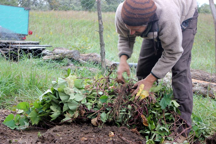 a man rolling back the green foliage so it's easier to dig the sweet potato tubers