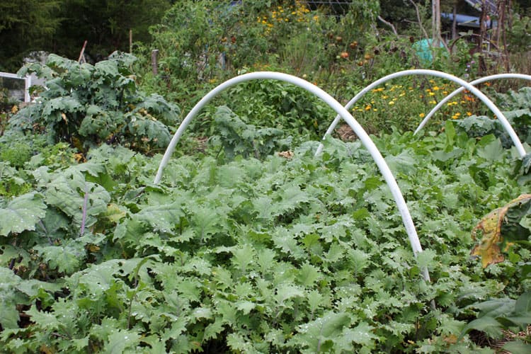 A young bed of kale will be covered with row cover and plastic and provide us with year-round greens. | Homestead Honey
