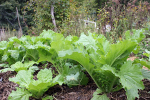 Chinese cabbage growing in the September garden. | Homestead Honey