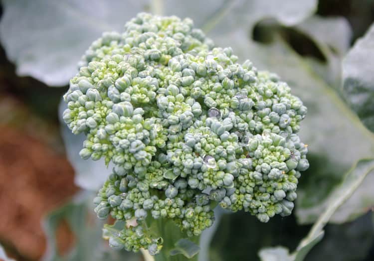 Broccoli growing in the September garden | Homestead Honey