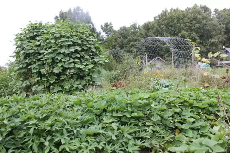 Sweet potatoes in a September Garden almost about ready to harvest