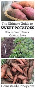 Sweet Potatoes are easy to grow and are a wonderful storage crop. Not to mention that homegrown sweet potatoes are out-of-this-world delicious! This ultimate guide will show you how to grow, harvest, cure, and store sweet potatoes for winter eating! | Homestead Honey