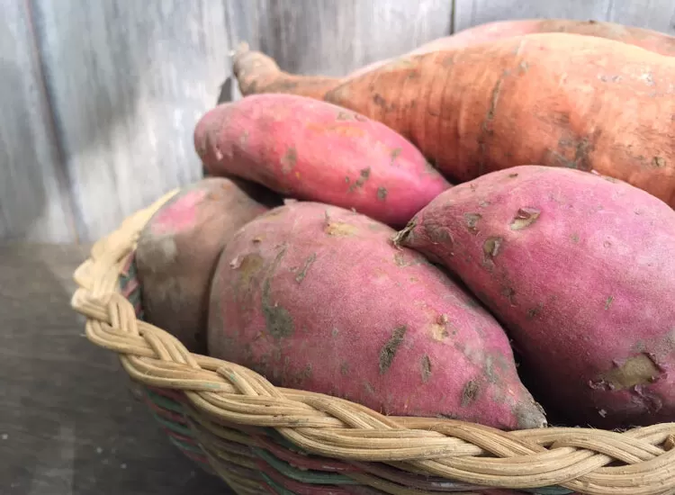 How to Harvest, Cure, and Store Sweet Potatoes | Storing sweet potatoes is easy - just give them a warm and dry place! | Homestead Honey