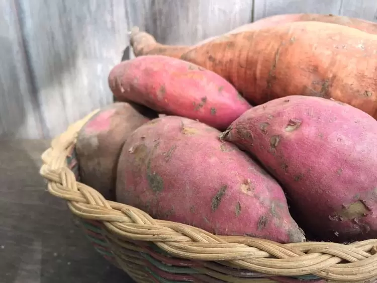homegrown sweet potatoes being stored in a wicker basket 