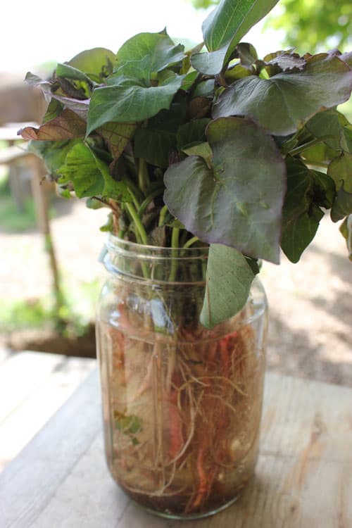  A mason jar filled with sweet potato slips which are used to plant sweet potatoes 