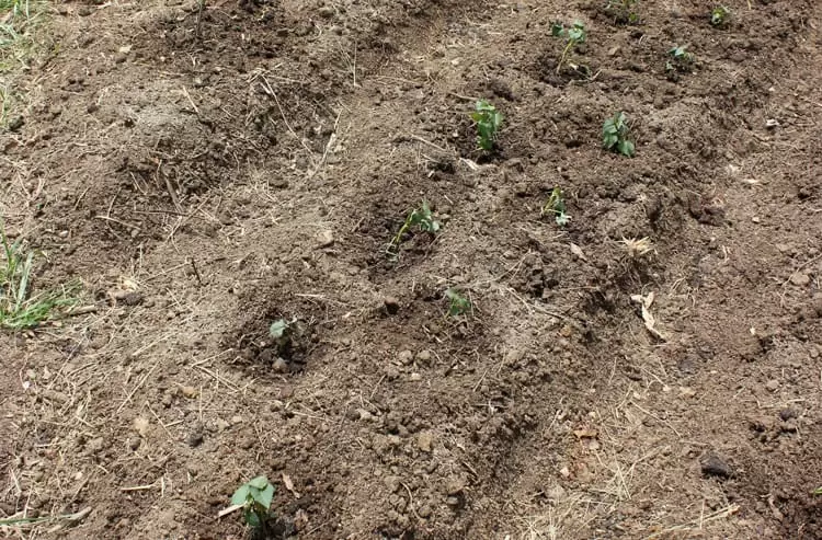 A bed of newly planted sweet potato slips 